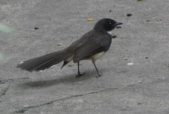 Rhipidura javanica