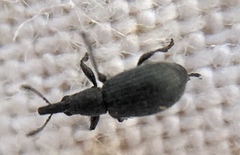 Perapion curtirostre