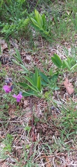 Lathyrus linifolius montanus