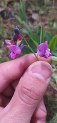 Lathyrus linifolius montanus