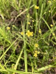 Ranunculus laxicaulis