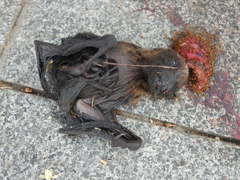 Pteropus