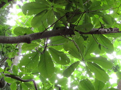 Magnolia obovata