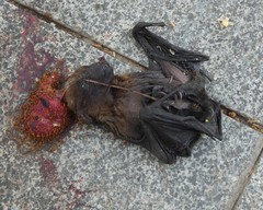 Pteropus