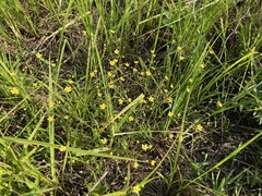 Ranunculus laxicaulis