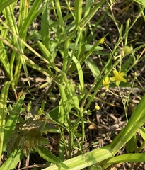 Ranunculus laxicaulis
