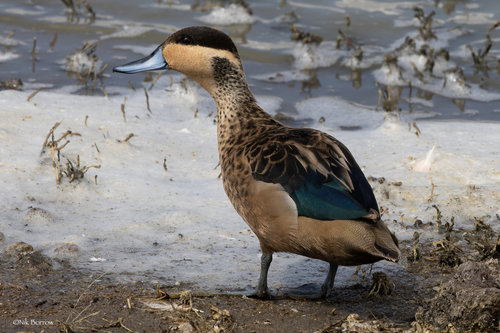 Blue-billed Teal
