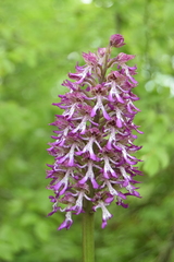 Orchis simia