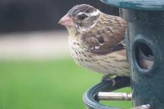 Pheucticus ludovicianus