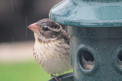 Pheucticus ludovicianus