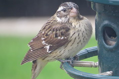 Pheucticus ludovicianus