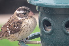 Pheucticus ludovicianus