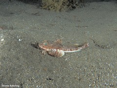 Chelidonichthys obscurus