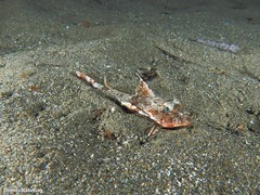 Chelidonichthys obscurus