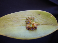 Acianthera circumplexa