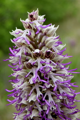 Orchis simia