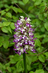 Orchis simia