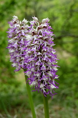 Orchis simia