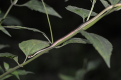 Dendrelaphis subocularis