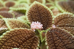 Pilea mollis