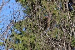 Ficedula hypoleuca