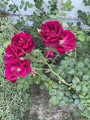 Rosa