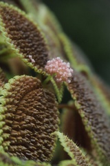 Pilea mollis