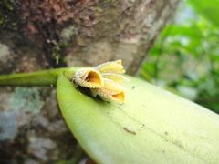 Acianthera pollardiana