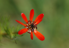 Adonis flammea