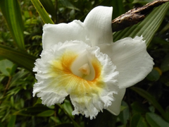 Sobralia leucoxantha