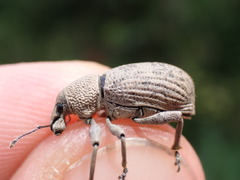 Geonemus flabellipes