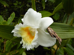 Sobralia leucoxantha
