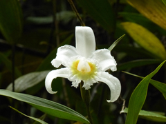 Sobralia leucoxantha