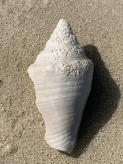 Macrostrombus costatus