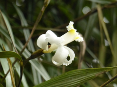 Sobralia leucoxantha