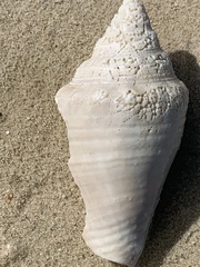 Macrostrombus costatus