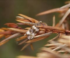Olethreutes fasciatana