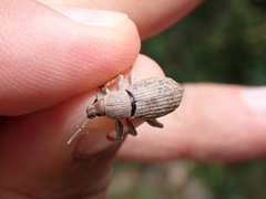 Geonemus flabellipes