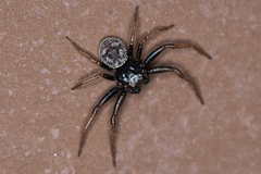 Coriarachne depressa
