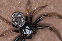 Coriarachne depressa