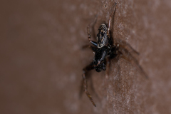 Coriarachne depressa