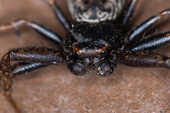Coriarachne depressa