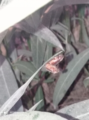Aplidia
