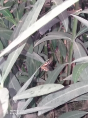 Aplidia