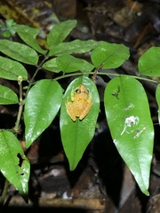 Pristimantis altamnis