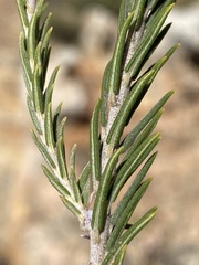 Phylica odorata