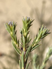 Phylica odorata