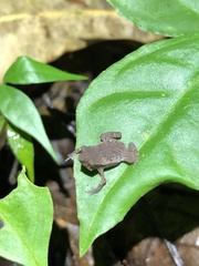 Rhinella festae