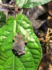 Rhinella festae