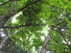 Magnolia obovata